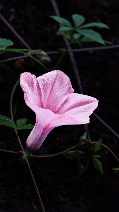 The limitedtime flowers in the corner preview