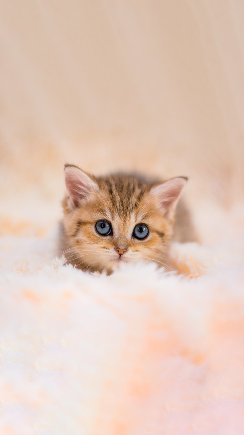 Kitten cat scottish straight, lop-eared fluffy, animal preview