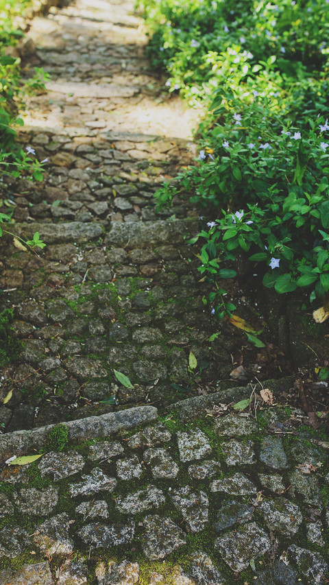 森系花卉-锐景创意 preview
