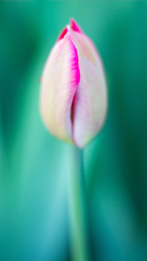 Spring preview