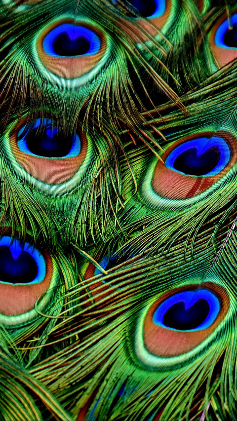 peacocks_feathers_patterns_118604_1080x1920 preview