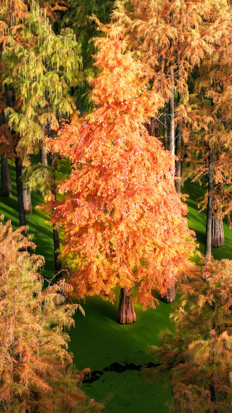 The metasequoia glyptostroboides in the lake in autumn preview