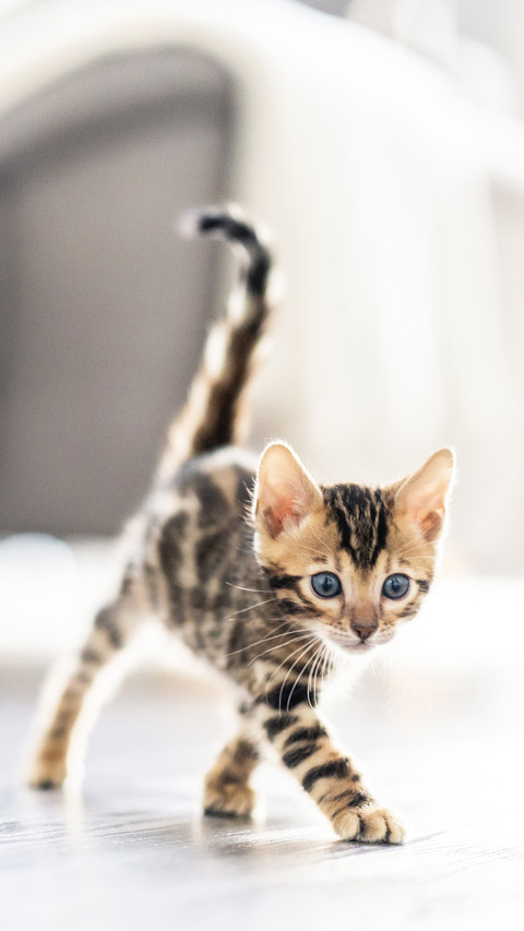 Bengalkatze Bengal Katzen Kitten Cat preview