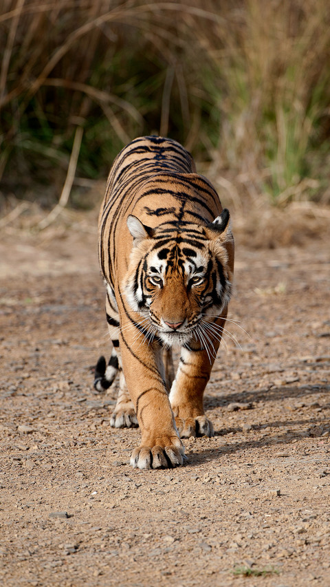 If the tiger goes to Africa 31 preview