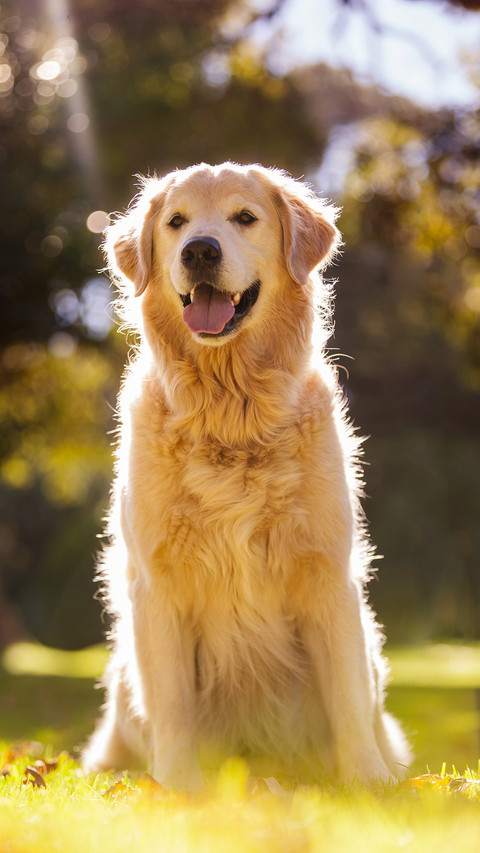 Dog (12) preview