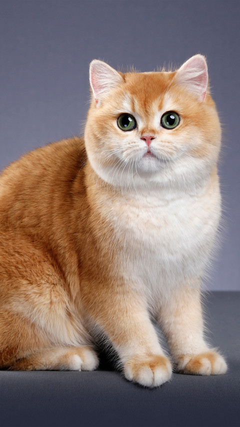 British shorthair cat with a blue and purple background preview