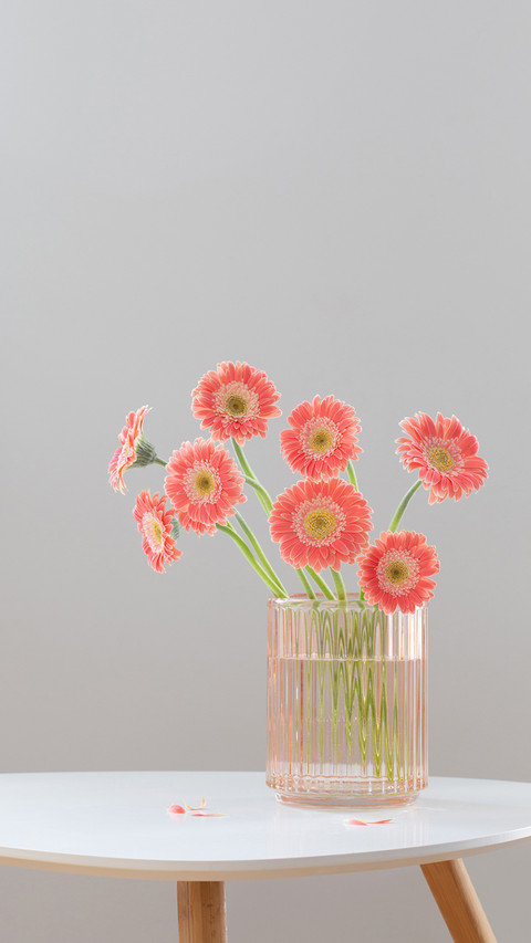 Pink gerber in glass pink vase on white modern table preview