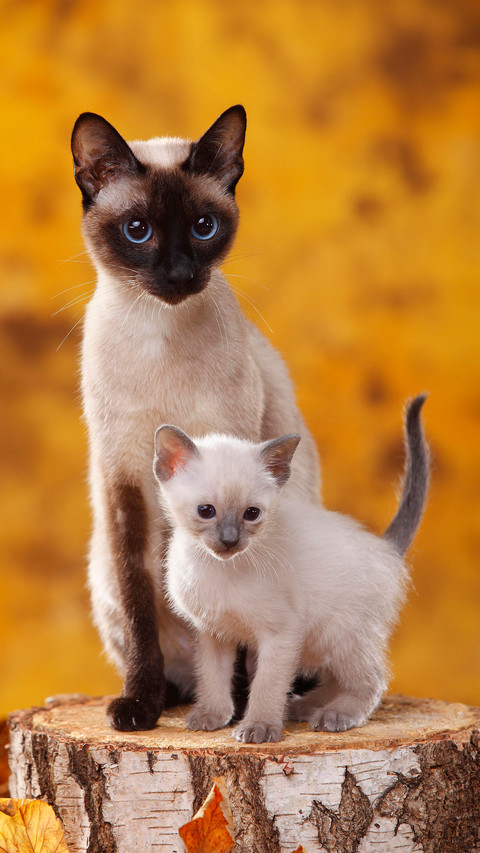 A siamese cat with a kitten preview