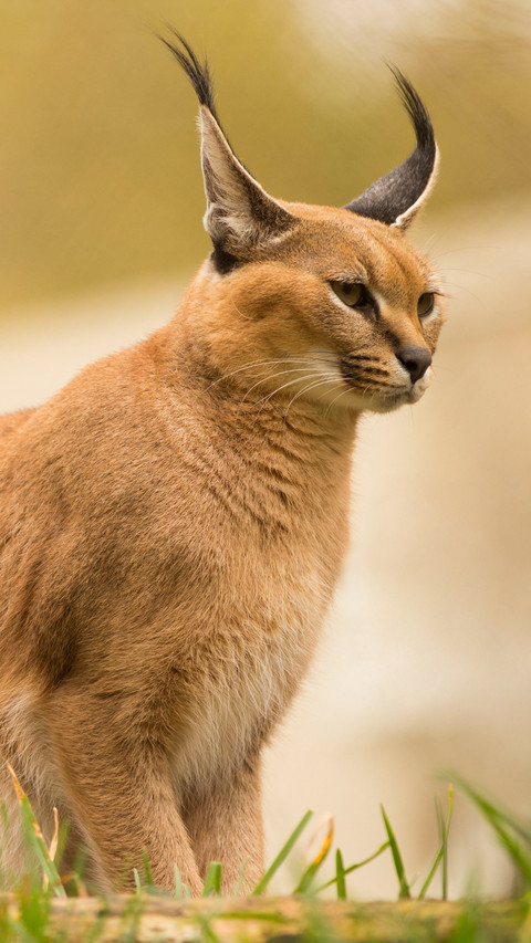 Portrait of caracal portland oregon usa preview