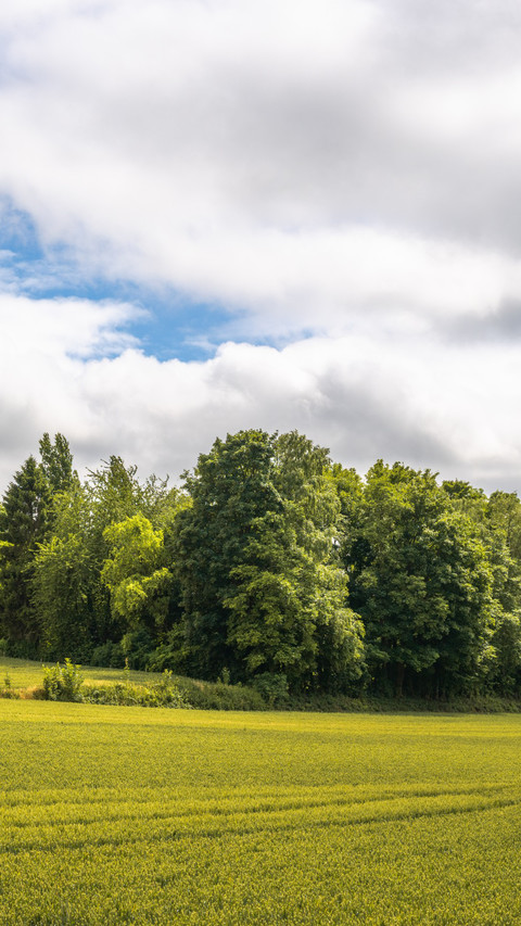 Summer Country Scenery preview