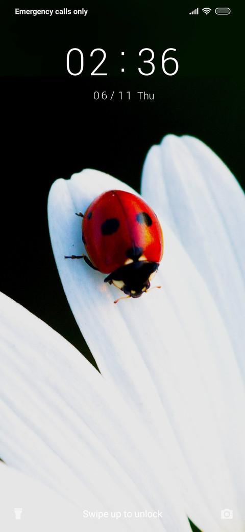 Ladybug_3MDS preview