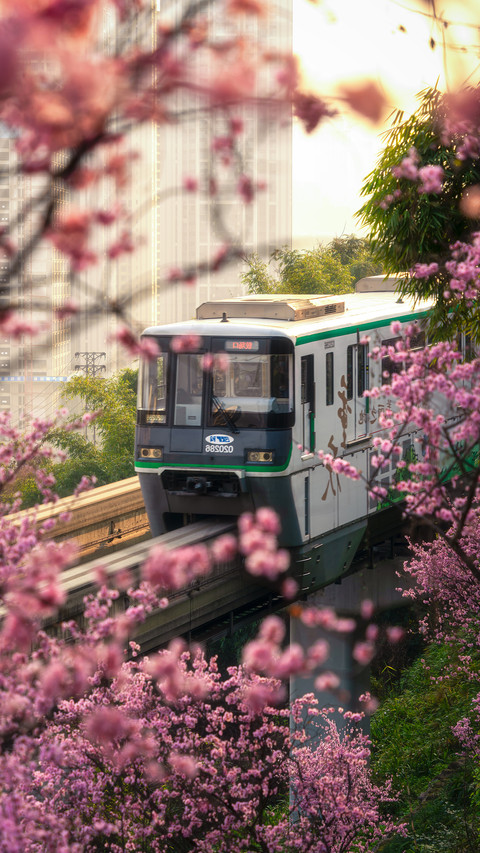 Light Rail 2 Crossing the Flower Sea preview