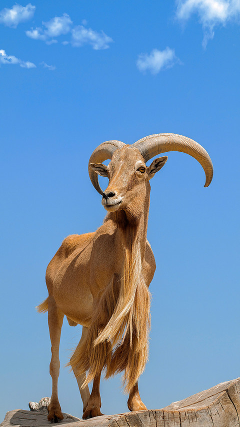 A grumpy goat 69 preview