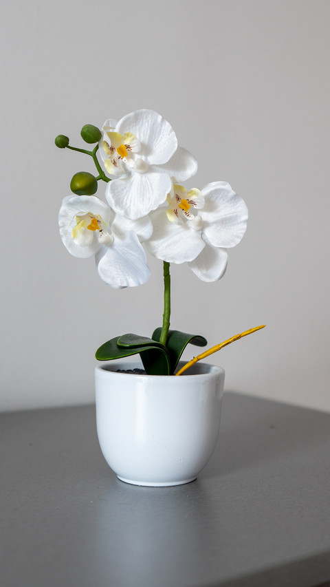 A white plant in a white pot preview