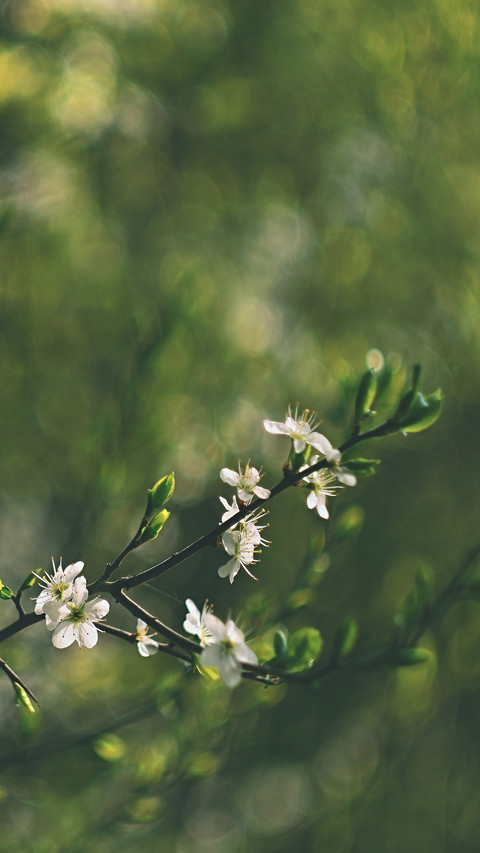 Flowers and plants preview