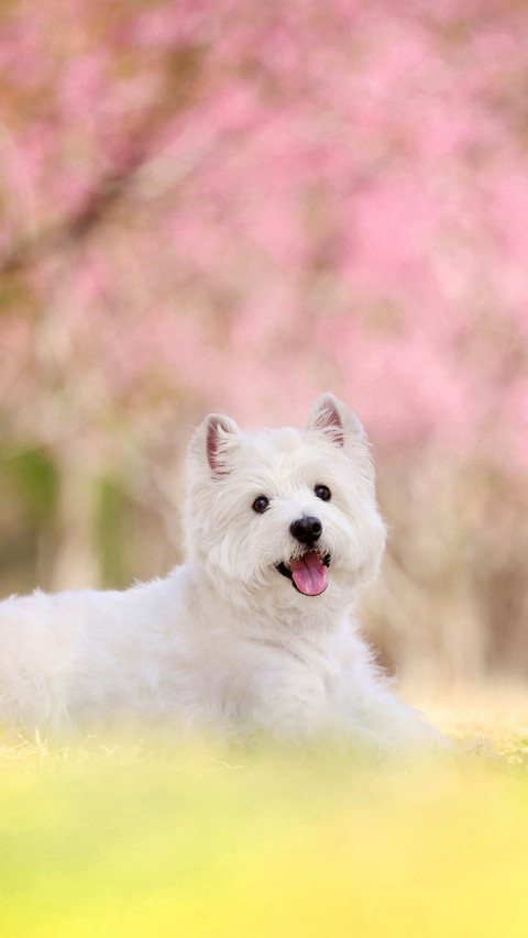 The truth about dogs fighting and not resisting 2 preview