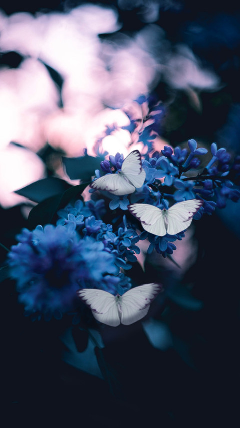 Butterfly (8) preview