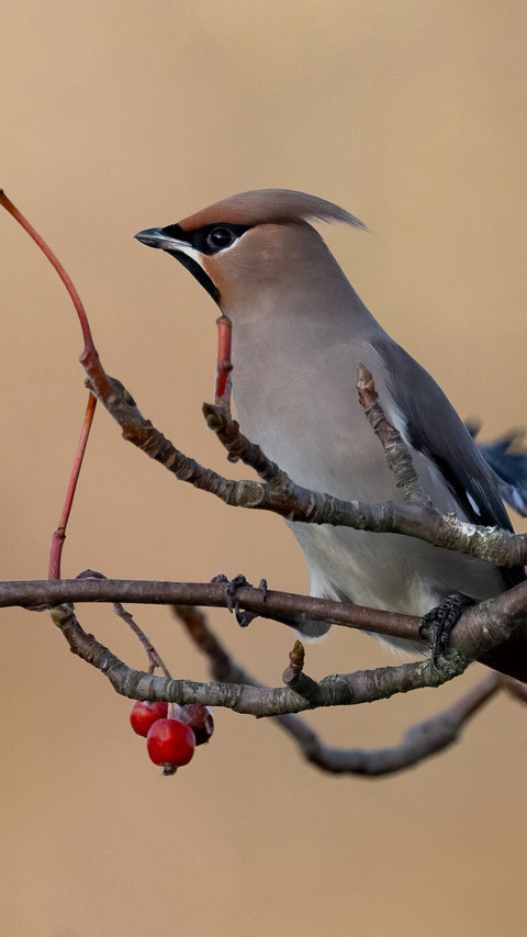 Perch on fruit trees preview
