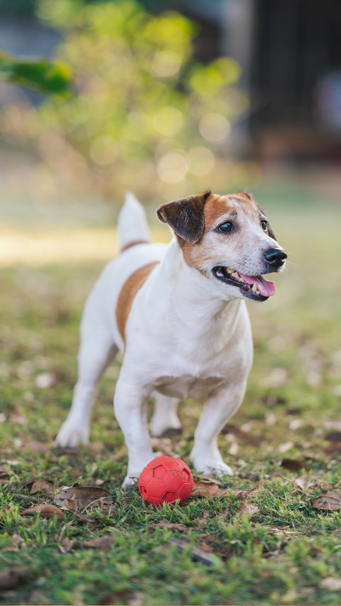 Tips for cleaning up pet fur preview