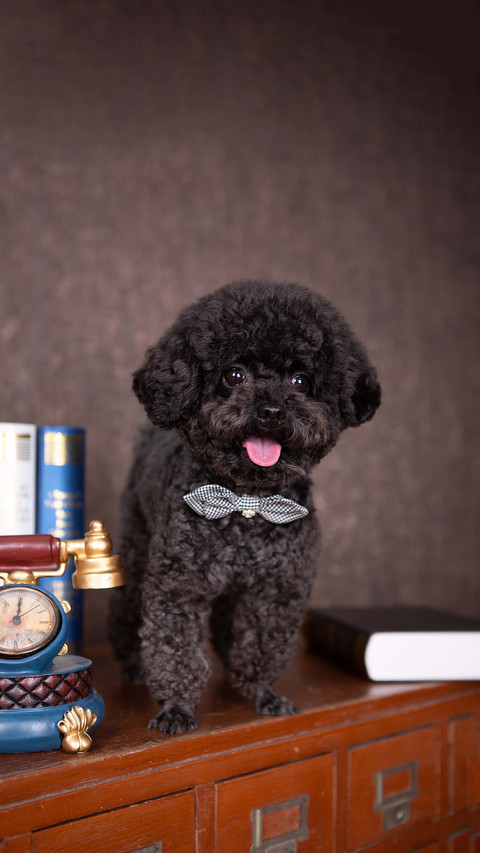 Unveiling dog personality preview