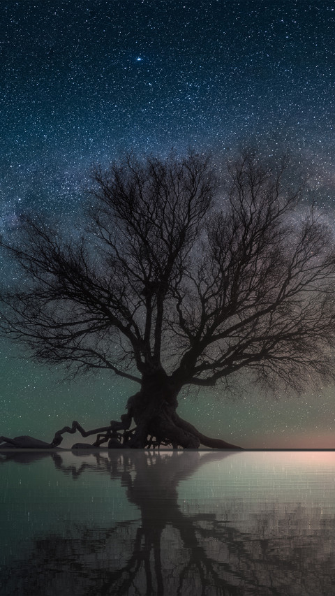 A withered tree under the starry sky preview