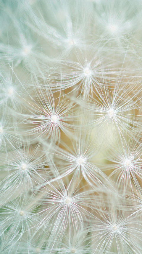 Dandelion (4) preview
