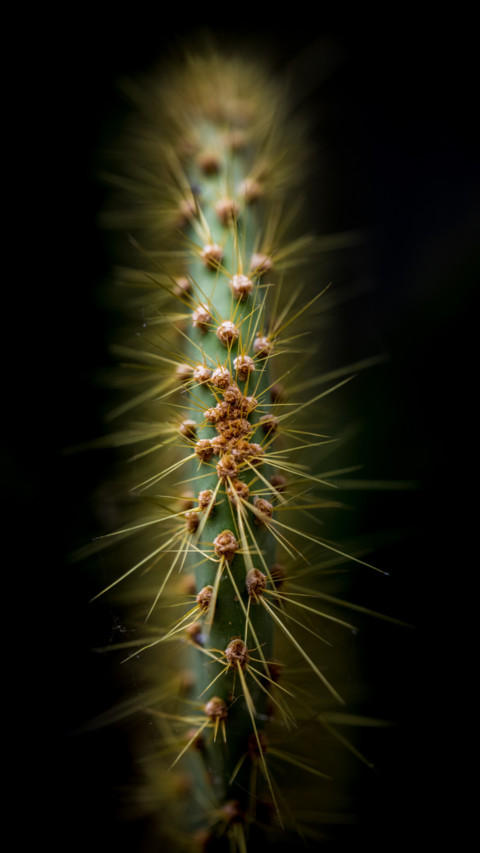 Macro  (1) preview