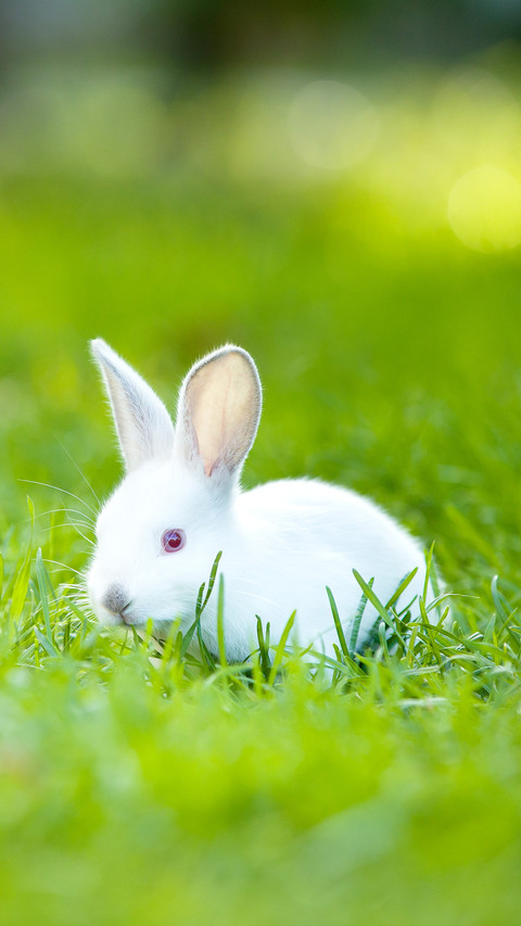 Baby rabbit runs on a green lawn on a warm sunny day preview