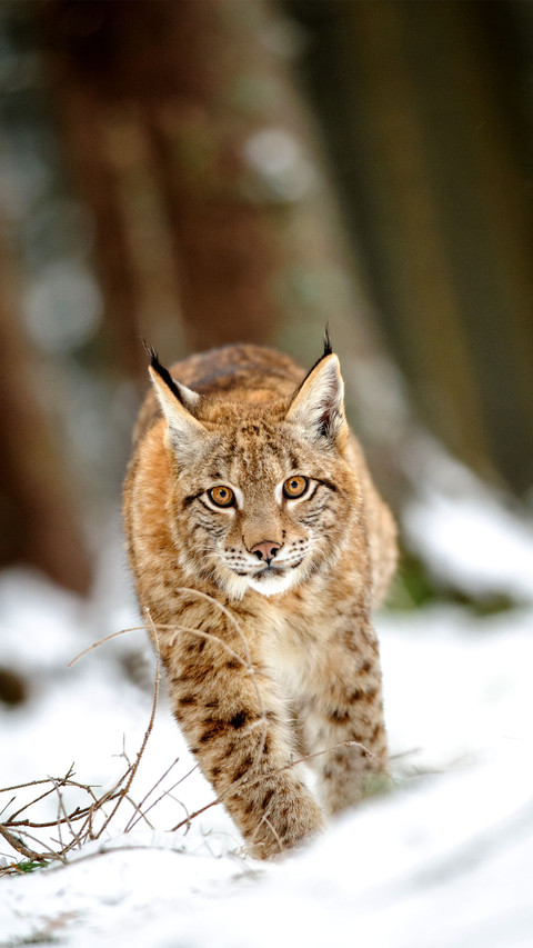 Eurasian lynx cub walking on snow in forest preview