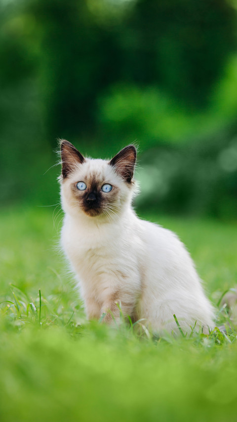 A Siamese Cat Sitting on The Grass preview