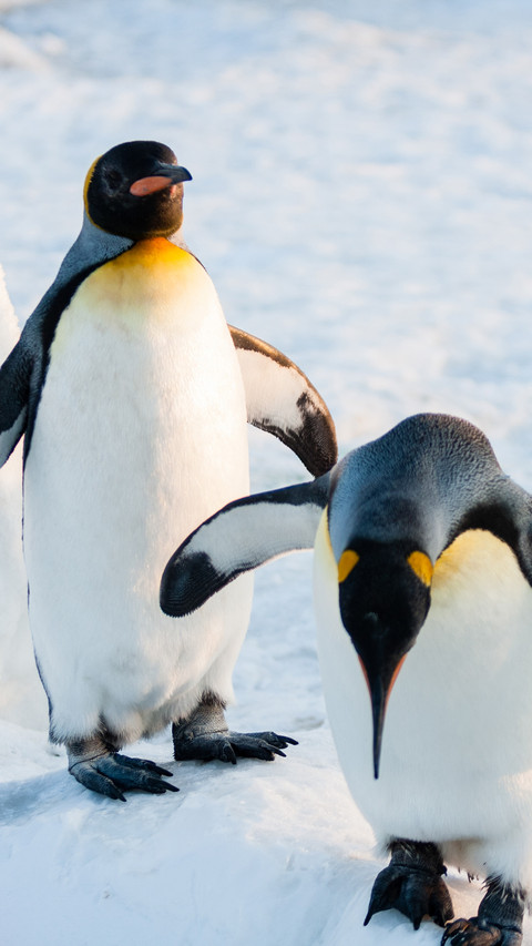 Emperor penguin preview