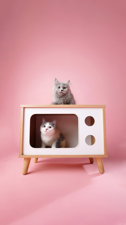 Learning love tips from cats preview