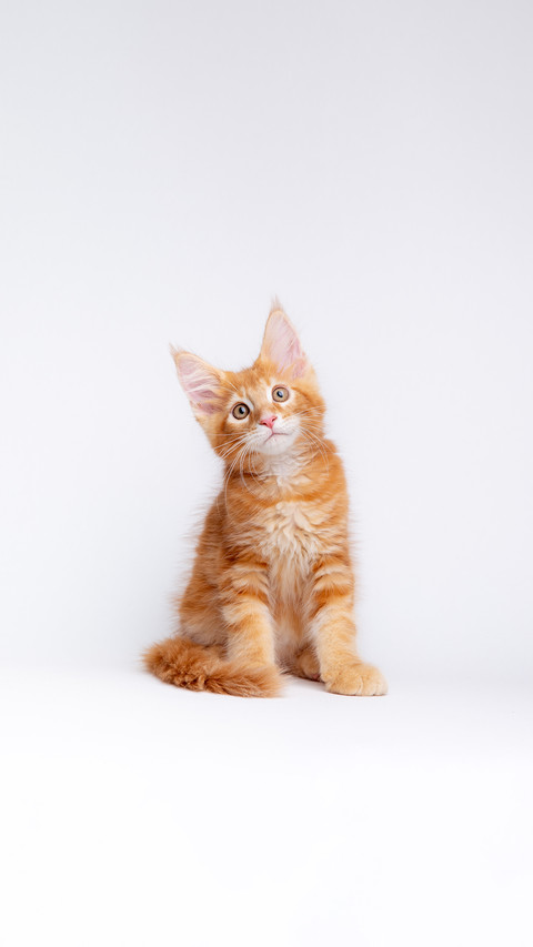A ginger cat is sitting on a white background, isolated preview