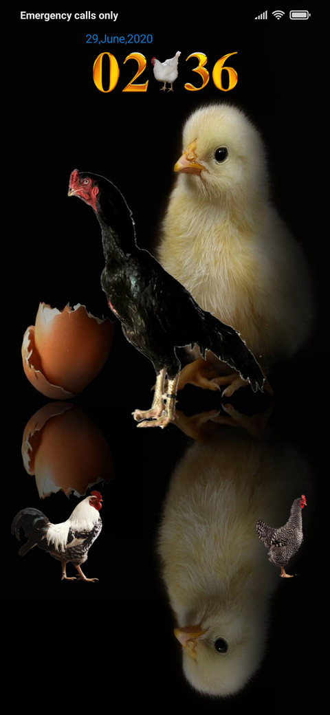 Egg Chick preview