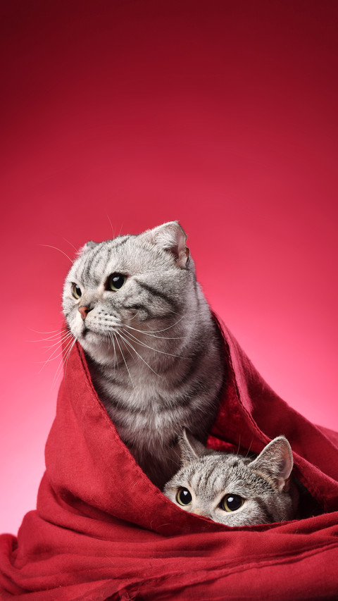 What to do if a cat fights preview