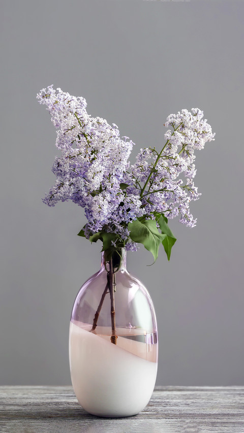 Can lilacs be raised at home preview