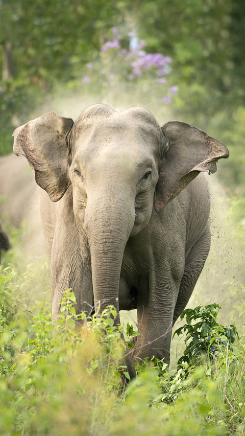 Asian elephants return safely 50 preview