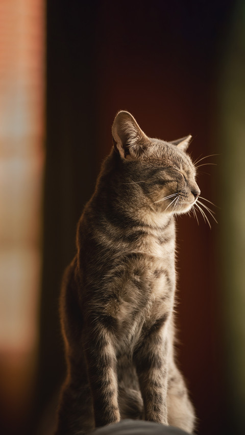 Domestic tabby cat sleeping on a sofa inside a house preview