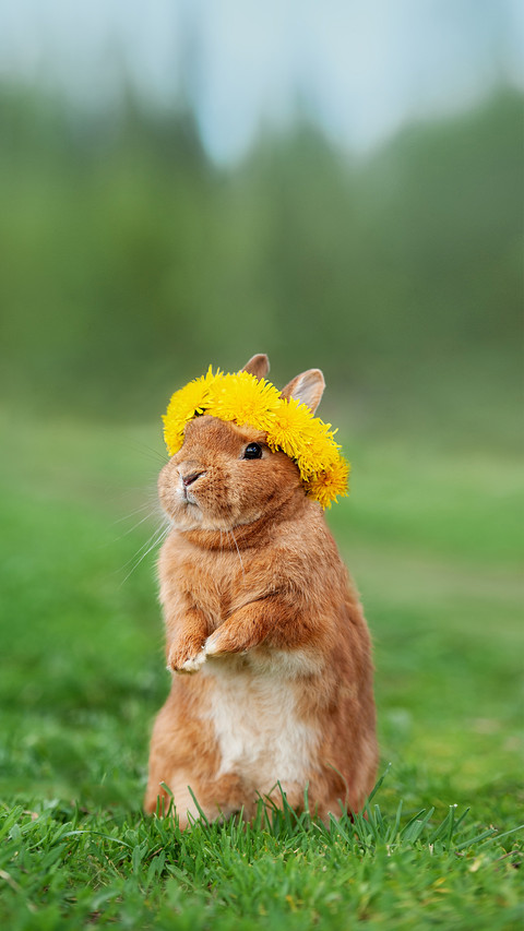 Lovely Rabbit with a Wreath of Flowers on Its Head preview