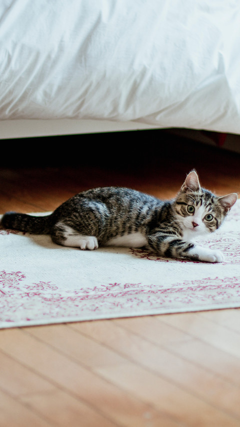 Naughty little cat preview