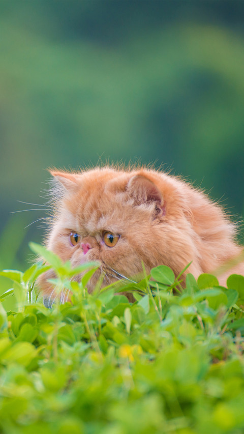 The dietary structure of cats preview