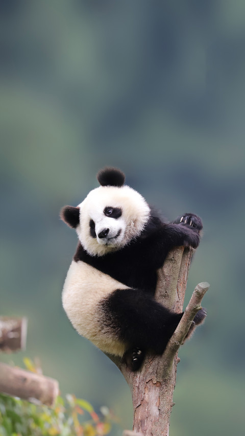 The Baby Panda Hangs High in the Tree preview