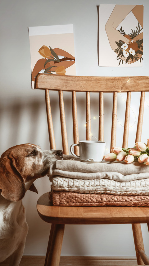 Dogs are also afraid of cold in winter 39 preview
