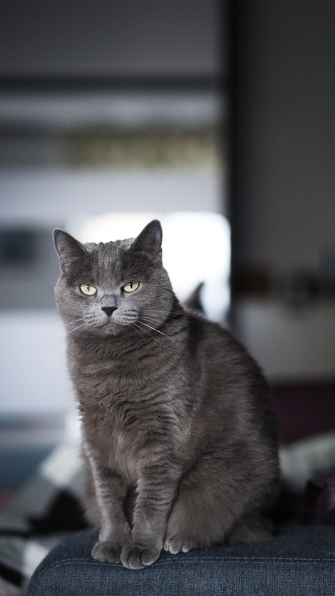 Grey fluffy cat sitting on chair near window preview