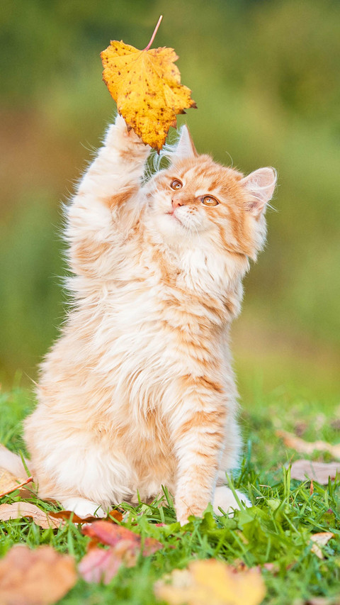 Cat (2) preview