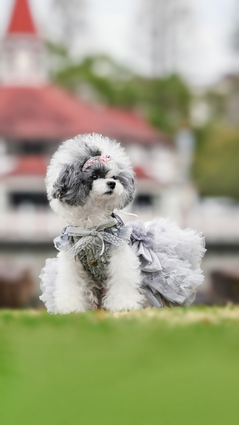 A healthy weight loss guide for overweight dogs preview