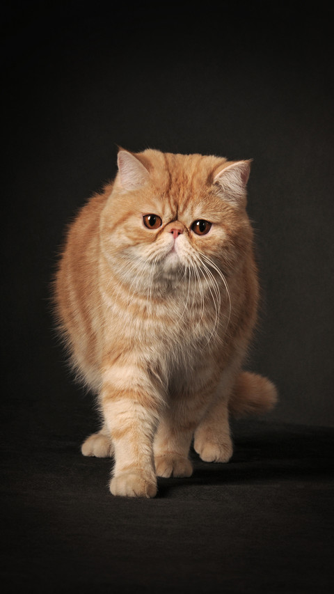 Do you know the Cat Slave Code preview