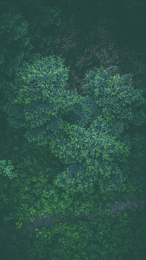 Bush preview