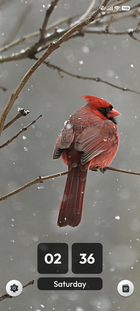 Scarlet Perch preview