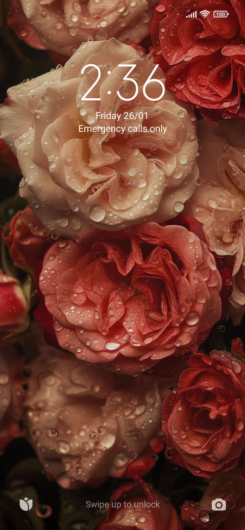 Drop rose preview